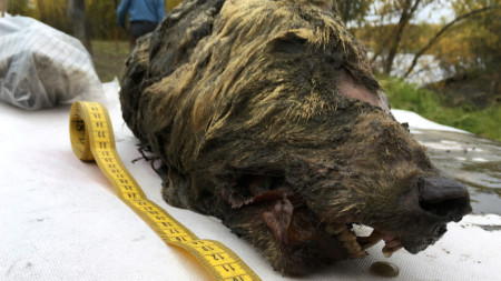 Главата на древния вълк е открита на брега на река Тирехтях в Якутия близо до Северния полярен кръг от местен жител.