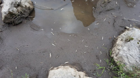 Малки мъртви рибки по брега на р. Искър