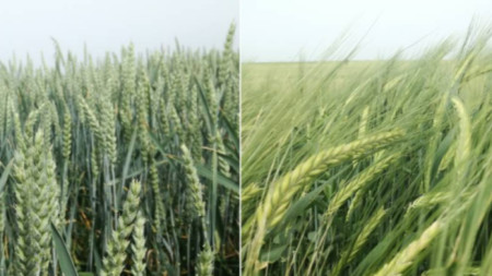 Buğday ve arpa ekini