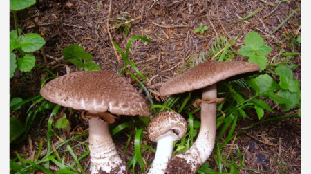 печурки