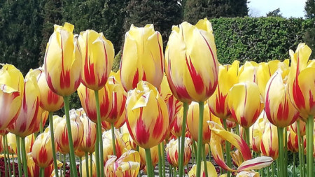 Весна в Ботаническом саду в Балчике