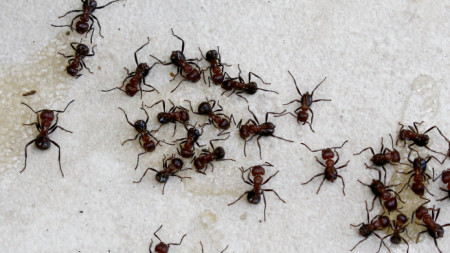 Милиони летящи мравки може да нападнат стадион Уембли по време
