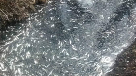 За голямо количество мъртва риба  в района на язовир Студен