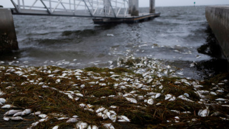 Водата е изхвърлила мъртва риба край Сейнт Питърсбърг, щата Флорида, преди връхлитането на Елза.