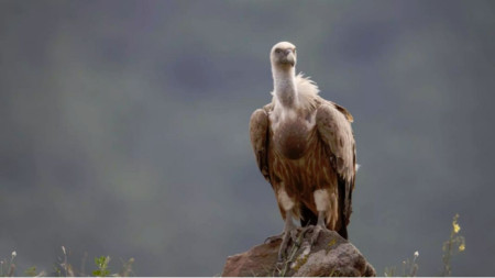 Foto: Bulgaristan Kuşları Koruma Derneği 