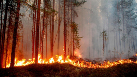 За седмица пожарникарите в Сливенска област са гасили 21 пожара