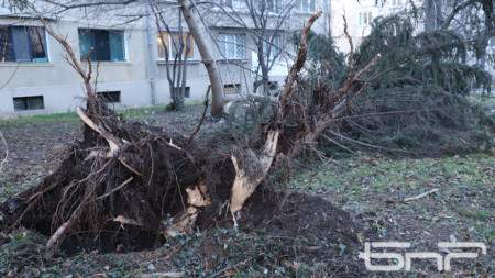 Паднало дърво от вятъра в София