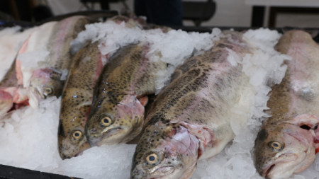 Рибният пазар с прясна риба и морски дарове в центъра на София започна в събота и продължи до 20 часа днес на Никулден.