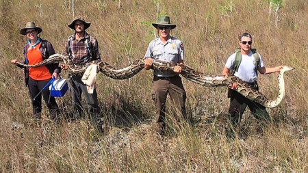Бирманските питони са заплаха за местната фауна на Флорида. Снимка: Служба на националните паркове на САЩ