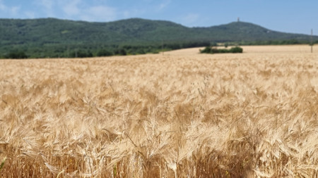 Зърнена реколта в землището на село Търнава, община Тунджа - юни 2024 г. 