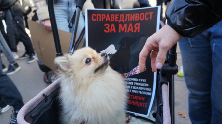 Протест срещу насилието над животните пред Съдебната палата в София на 15.11.2025 г.