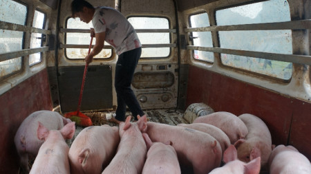 Китаец отглежда прасета в превозно средство в град Байс, Китай