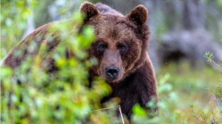 Популацията на кафявата мечка у нас сериозно се е увеличила