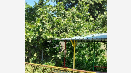 Ураганният вятър повали дървета и клони в двора на детска градина 