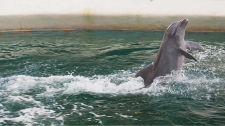 Кампанията По следите на делфините има за цел проследяването на