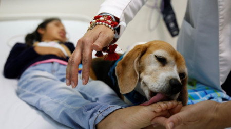 Обучени кучета помагат на тежко или неизлечимо болни в Център за палиативна грижа, Мексико