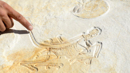Отпечатък на дребен динозавър и амонит