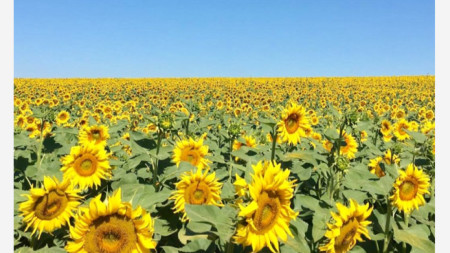 Реколтата от слънчогледово семе в Украйна през 2022 г може