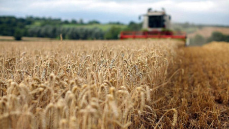 Зърнопроизводителите от Ловешка област отчитат по добра реколта от пшеница и