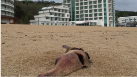 Мъртъв делфин пред хотел в Златни пясъци