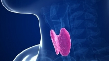 Щитовидната жлеза е главен регулатор  на метаболизма и на функцията на