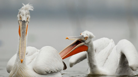 Заради нападения на хищни бозайници върху гнездилищата на къдроглавите пеликани