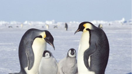 Пингвините са най-голямата атракция на Антарктида