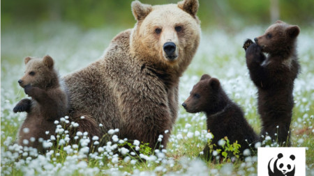 Популацията на мечките в България драстично е намаляла