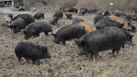 Животни от местната порода източнобалканска свиня, от чието месо се произвеждат известните смядовски луканки.  Породата е с ограничено разпространение и е застрашена от изчезване заради африканската чума по свинете.