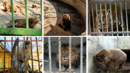 В българските зоопаркове се отглеждат животни без лиценз и в