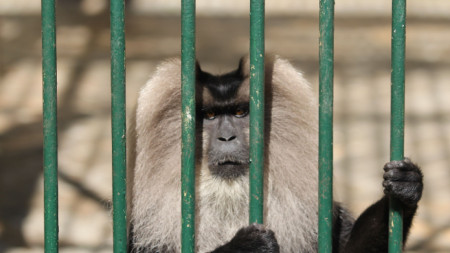 Маймуна алкохолик в Северна Индия получи доживотна присъда съобщава The