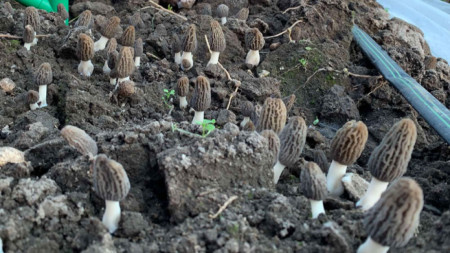 Гъби смръчкула (Morchella)