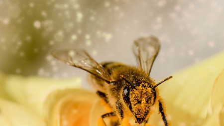 В Плевен връчиха голямата награда на 19 тото Международно пчеларско изложение
