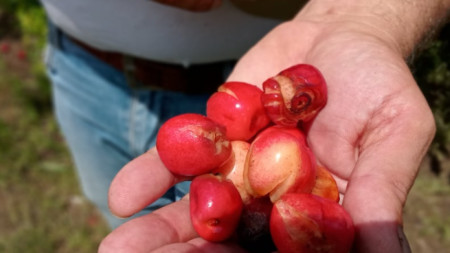 Продължителните дъждове преди седмица унищожиха напълно реколтата от череши в