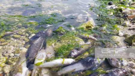 Мъртва риба по бреговете на Варненското езеро