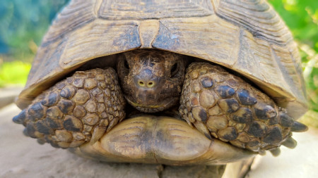 Как да се погрижим за костенурка изпаднала в беда Защо