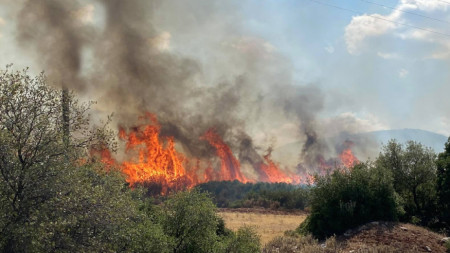 Пожар в маслинова гора край град Аргос в Гърция.