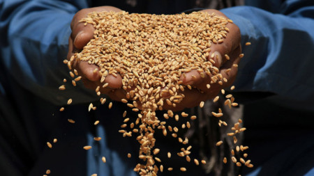 Изключително високи добиви от ечемик и пшеница реализираха зърнопроизводителите в
