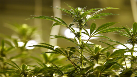 Медицинската марихуана е легализирана в Илинойс през 2014 г.