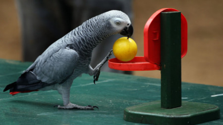 Жако, африкански сив папагал – притежава изключителната дарба да говори и да имитира почти всички звуци