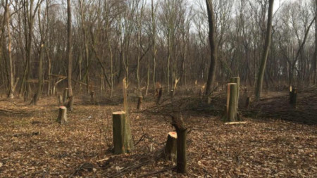 Полицаи разкриха незаконна сеч на 29 дървета от черен бор