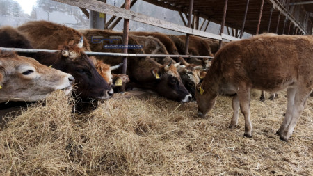 Снимката е илюстративна