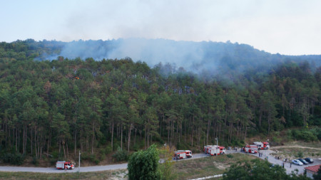 Пожар е възникнал в гората над улица Моряшка в квартал