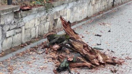 Падналото дърво на бул. „Драган Цанков“ в София
