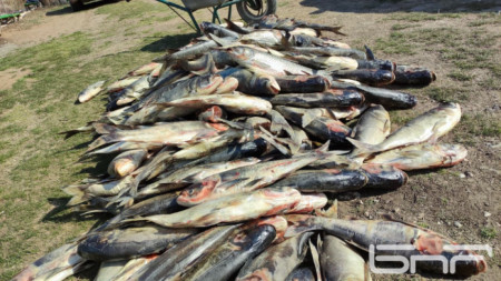 Масовто  измиране на риба в язовира в аксаковското село Засмяно
