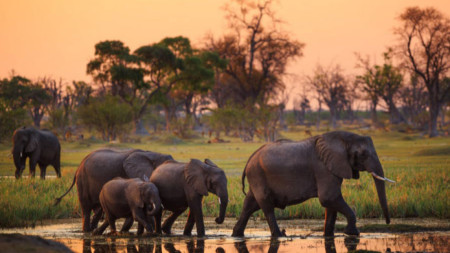 Стадо слонове в Ботсвана