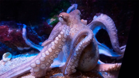 Учени са наблюдавали как октоподи се замерят с предмети в