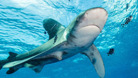 Атаката била извършена от океанска дългокрила акула
