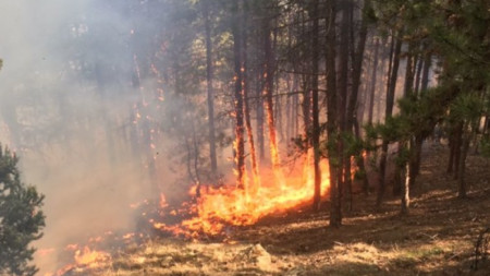 Голям горски пожар пламна край село Югово община Лъки в