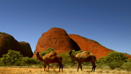 Едногърби камили са били внесени в Австралия през 40-те години на XIX век от колонизатори=